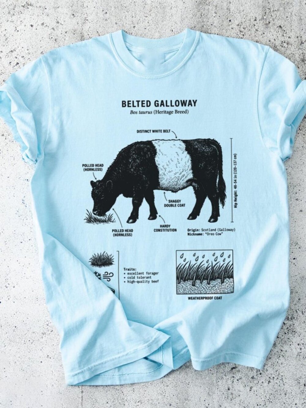 Galloway T-Shirt 🐄 | Highland Cow Graphic Tee | Farm Animal Shirt